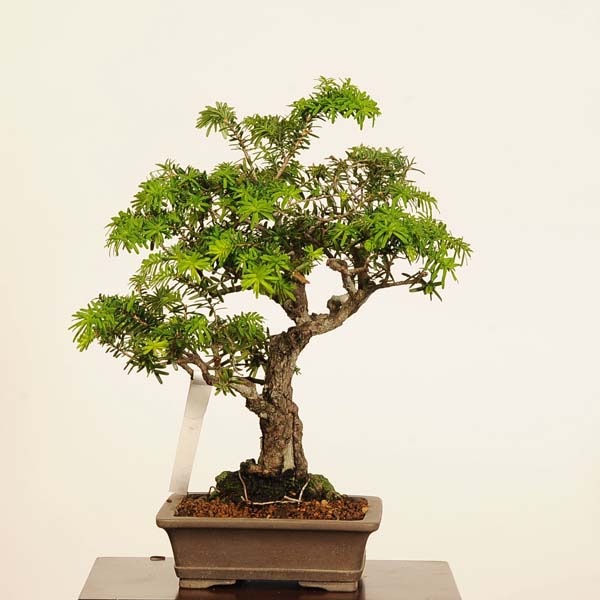 コメツガ(米栂) 盆栽 盆栽 ：米栂 *現品 一点物 こめつが コメツガ Kometsuga bonsai 小品