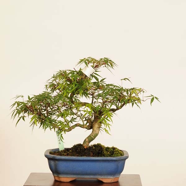 ߺ Ĺ* ʪ ߤʥ饬ߥMomiji bonsai ߺ