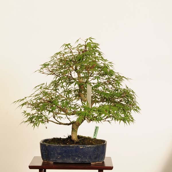 �ߺ� ������Ĺ�������*���� ����ʪ ��ߤ����ʥ��饬���ߥ���Momiji bonsai �����ߺ�