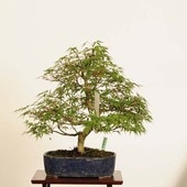 ߺ Ĺ* ʪ ߤʥ饬ߥMomiji bonsai ߺ