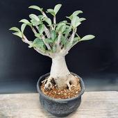 �����ǥå��������ǥ˥��ࡡ����ӥ��ࡡ����ѥ��ȥ��쥯�ȡ����ھ�ȭ*����15��������ʡ����ʸ¤�