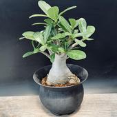 �����ǥå��������ǥ˥��ࡡ����ӥ��ࡡ����ѥ��ȥ��쥯�ȡ����ھ�ȭ*����18��������ʡ����ʸ¤�