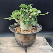 �����ǥå��������ǥ˥��ࡡ����ӥ��ࡡ�ɥ�ա����硼�ȡ����ھ�ȭ*����24��������ʡ����ʸ¤�