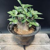 �����ǥå��������ǥ˥��ࡡ����ӥ��ࡡ�ɥ�ա����硼�ȡ����ھ�ȭ*����18��������ʡ����ʸ¤�