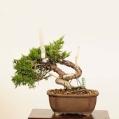 ߺϡ* ʪ Ѥѥ Sabina chinesisShinpaku bonsai ߺ