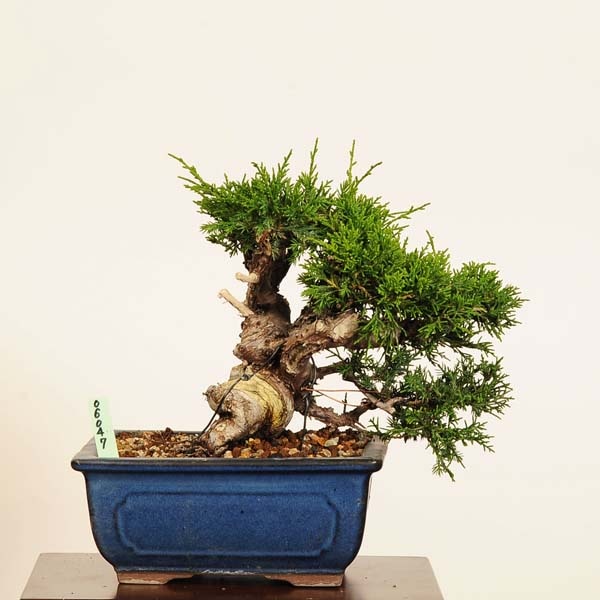  ߺϡ* ʪ Ѥѥ Sabina chinesisShinpaku bonsai ߺ
