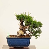  ߺϡ* ʪ Ѥѥ Sabina chinesisShinpaku bonsai ߺ