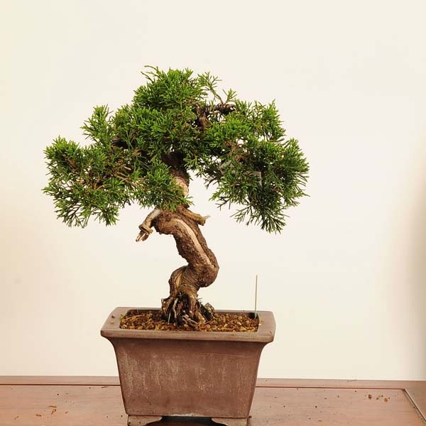 盆栽：糸魚川真柏* 現品 一点物 しんぱく シンパク Sabina chinesis