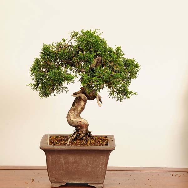 盆栽：糸魚川真柏* 現品 一点物 しんぱく シンパク Sabina chinesis