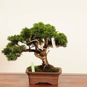 ߺϡ * Ѥѥ Sabina chinesisShinpaku bonsai ߺ