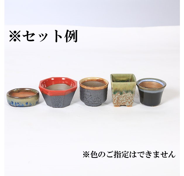 鉢：瀬戸焼豆ミニ鉢5点セット 2.5号*資材 | 新着商品,新入荷：鉢