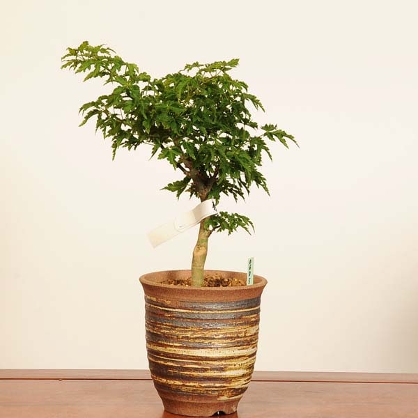 盆栽：獅子頭(シシガシラ)紅葉*現品 一点物 もみじ モミジ Acer momiji