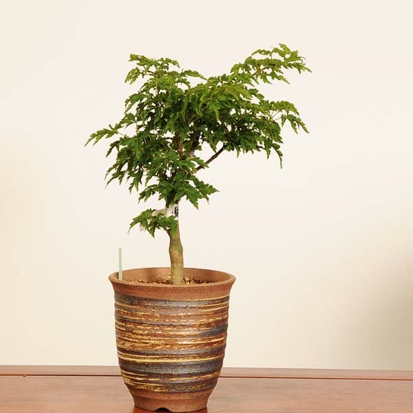 小品盆栽獅子かしら盆栽 新緑と花芽 盆栽：獅子頭(シシガシラ)紅葉*現品 一点物 もみじ モミジ Acer momiji