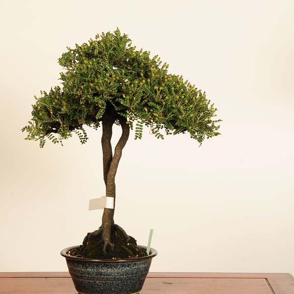 盆栽：磯山椒(いそざんしょう)*現品 一点物 サンショウ Isozansyo