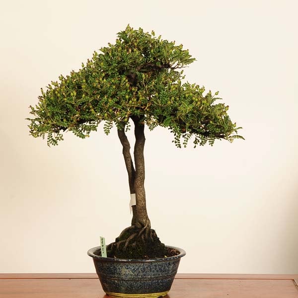 盆栽：磯山椒(いそざんしょう)*現品 一点物 サンショウ Isozansyo