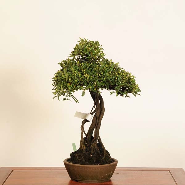 磯山椒 楽天市場】盆栽：磯山椒石付(いそざんしょう)現品*サンショウ