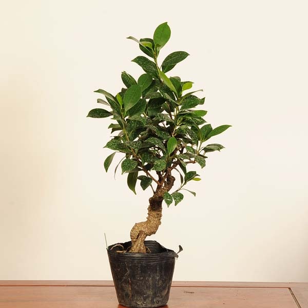 盆栽素材苗：がじゅまる*現品 一点物 ガジュマル Ficus microcarpa