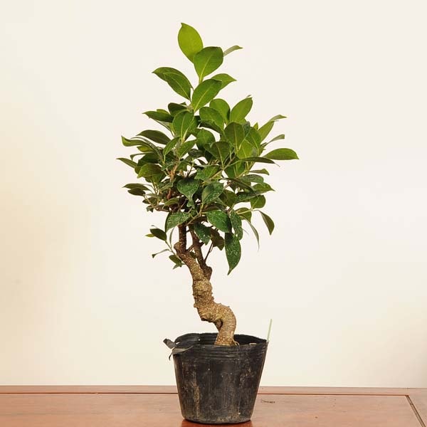 盆栽素材苗：がじゅまる*現品 一点物 ガジュマル Ficus microcarpa
