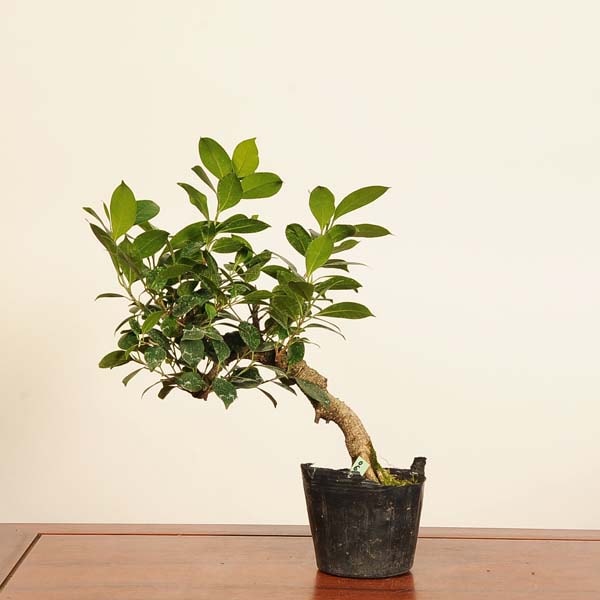 ߺǺġޤ* ʪ ޥ롡Ficus microcarpagajyumaru bonsai ߺ