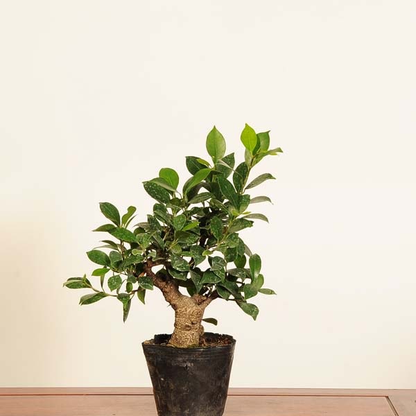 ߺǺġޤ* ʪ ޥ롡Ficus microcarpagajyumaru bonsai ߺ