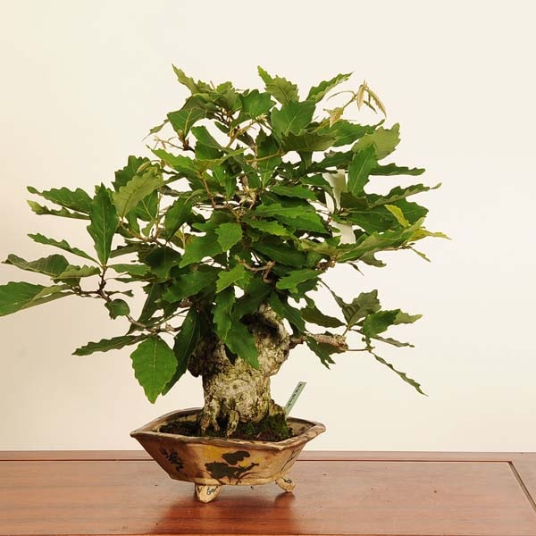 盆栽：小楢（こなら・コナラ）*現品 一点物 Quercus serrata konara