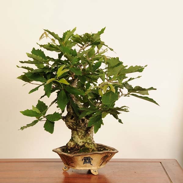 コナラ [双幹斜幹木] 大品盆栽