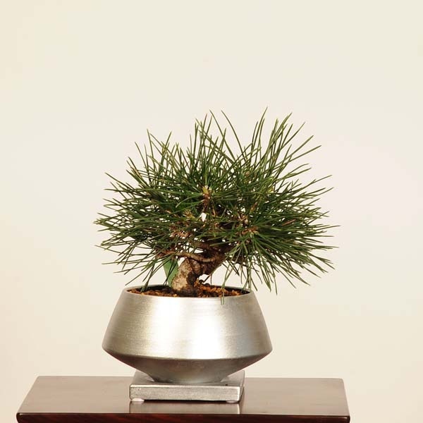 ߺ Ϲ*ʪ꡼ ޤġޥġKuromatsu bonsai ߺ