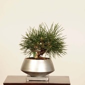 ߺ Ϲ*ʪ꡼ ޤġޥġKuromatsu bonsai ߺ