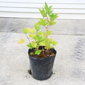 ���ڡ��̼��ġ����������ʥ��������ˣ������*���������������