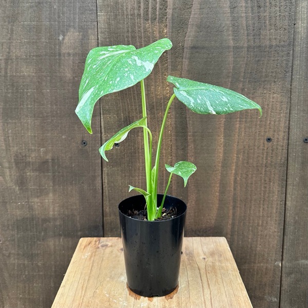 ������� ���տ�ʪ����󥹥ƥ� �������󥹥ƥ졼�����*3��ץ�ݥå� �������󥹥ƥ�