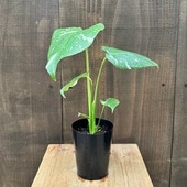 ������� ���տ�ʪ����󥹥ƥ� �������󥹥ƥ졼�����*3��ץ�ݥå� �������󥹥ƥ�