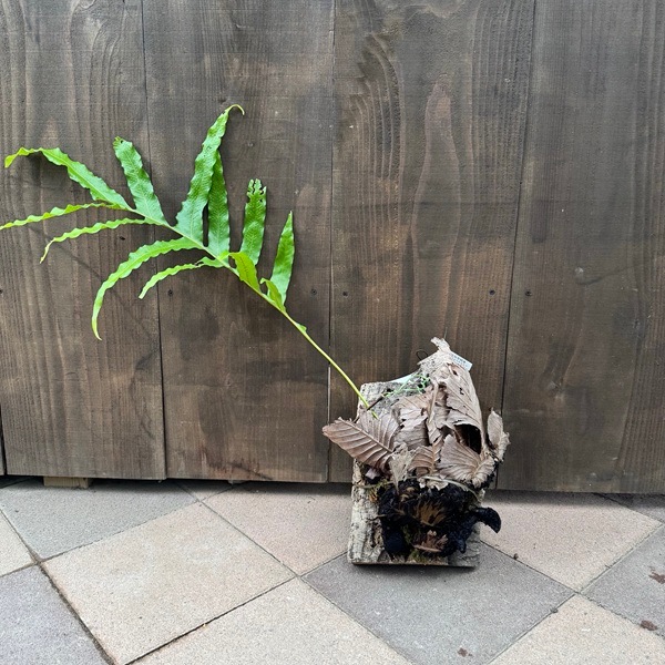 シダ植物 観葉植物：ドリナリア クエルシフォリア*コルク 現品3番