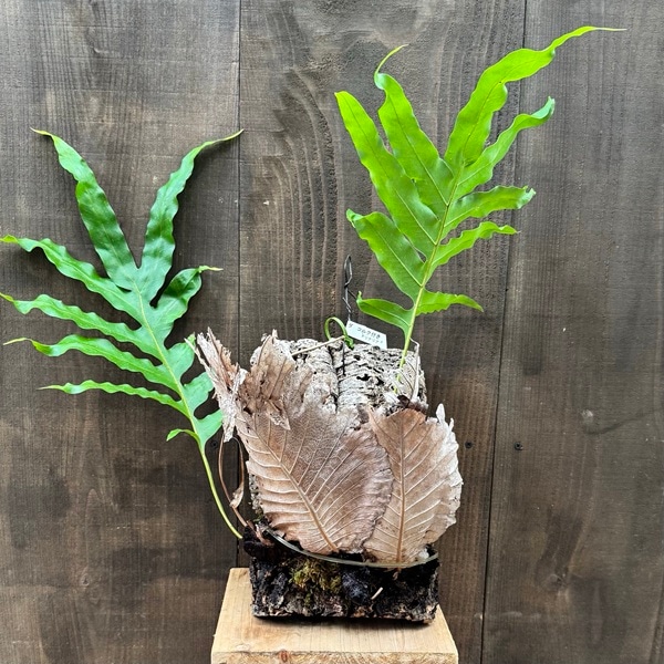 シダ植物 観葉植物：ドリナリア クエルシフォリア*コルク 現品4