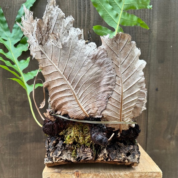 Drynaria quercifolia ドリナリア コルク棒 シダ植物 シダ植物 観葉
