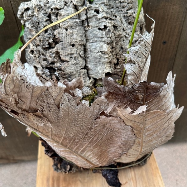 シダ植物 観葉植物：ドリナリア クエルシフォリア*コルク 現品4