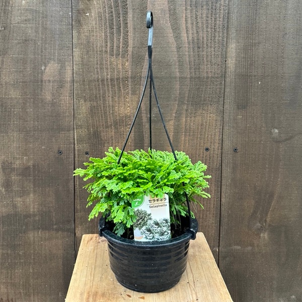 観葉植物：セラギネラ*5号吊り クッションモス シダ植物 Selaginella