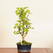 ߺϡ¶(祦礦) * ʪ Ginkgo bilobaIcho bonsai ߺ