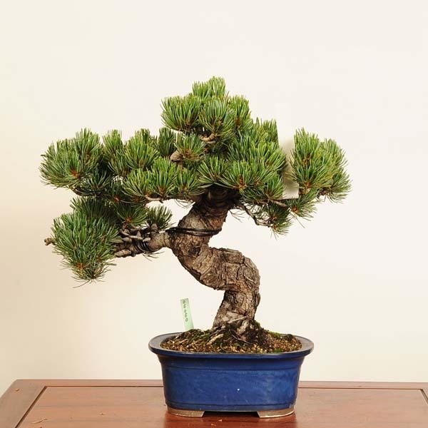 ���� �ߺϡ�������վ�*���� ����ʪ ���褦�ޤġ����襦�ޥġ�Goyoumatsu bonsai �����ߺ�