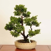 ߺϡŻɰʤҤΤ*ʡʪҥΥhinoki  bonsai ߺ