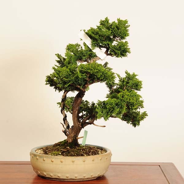 特選 盆栽：津山桧（ひのき）*現品 一点物 ヒノキ hinoki bonsai