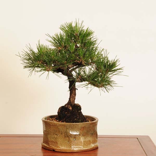 ߺ Ϲ* ʪޤġޥġKuromatsu bonsai ߺ
