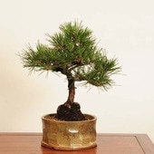 ߺ Ϲ* ʪޤġޥġKuromatsu bonsai ߺ