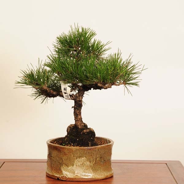 三河盆栽　黒松　盆栽 盆栽 ：三河黒松* 現品 一点物 くろまつ クロマツ Kuromatsu bonsai 中