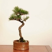 ߺ Ϲ* ʪޤġޥġKuromatsu bonsai ߺ