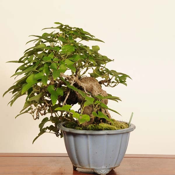 三河盆栽　ウマノスズクサ　盆栽 三河盆栽 ウマノスズクサ 盆栽 【公式通販】