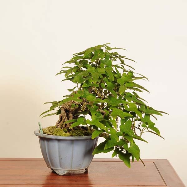 特選 盆栽：馬の鈴草(ウマノスズクサ)*現品 一点物 Aristolochia