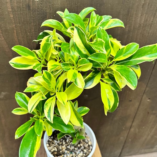 観葉植物：フィカス ファグラエア バリエガータ*5号セラアート白鉢