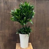 տʪɥ饻 ѥ*6ץݥåȡͥå