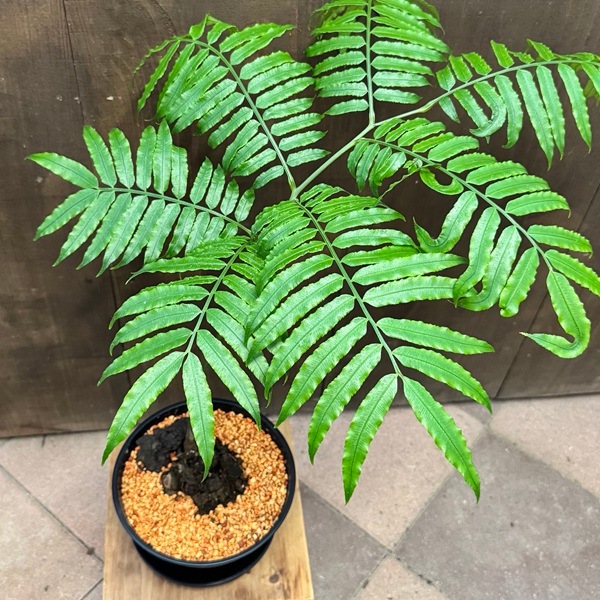 リュウビンタイ　掘り上げ苗　セットA 観葉植物：リュウビンタイ セラアート黒鉢*受皿付 | 観葉植物