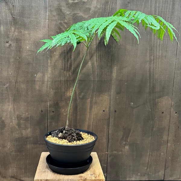 観葉植物：リュウビンタイ セラアート黒鉢*受皿付 | 観葉植物